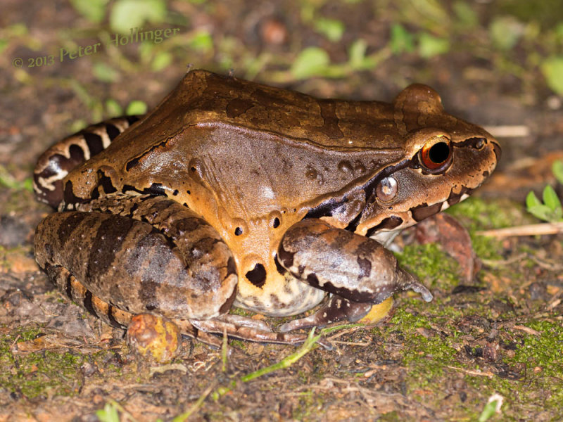 Smoky Jungle Frog (Leptodactylus pentadactylus)