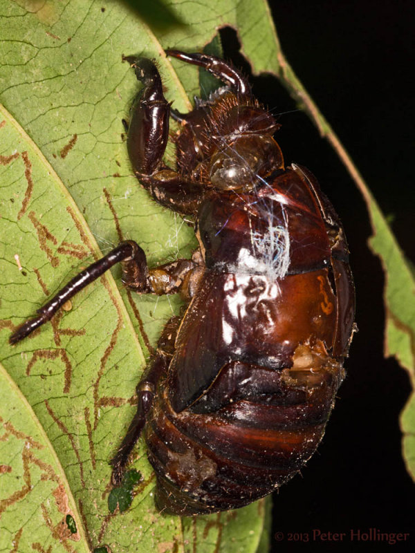 Donnas large beetle exuviae