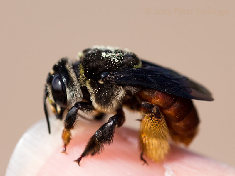 Bee on thumb