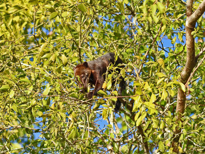 Coatimundi 