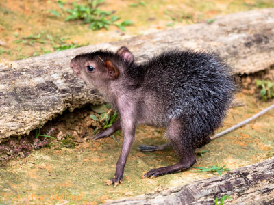 Pet Agouti