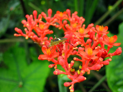 Bug on Jatropha flowers
