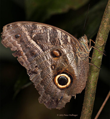 Butterfly in terra-firma forest