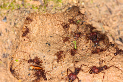 Leaf-cutter ant nest hole
