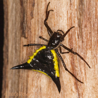 Spiky Spider <i>Micrathena pungens</i>