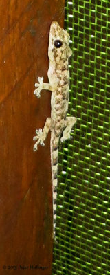 Tropical House Gecko (<i>Hemidactylus mabouia</i>)