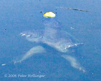 Snapping Turtle Bobbing for Apple
