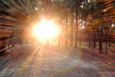 Sunburst_6486 cw.jpg