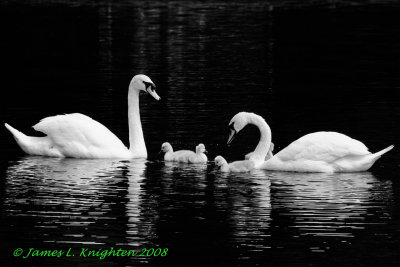 Swans, St. Stephen's Green