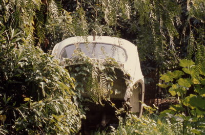 1964 VW