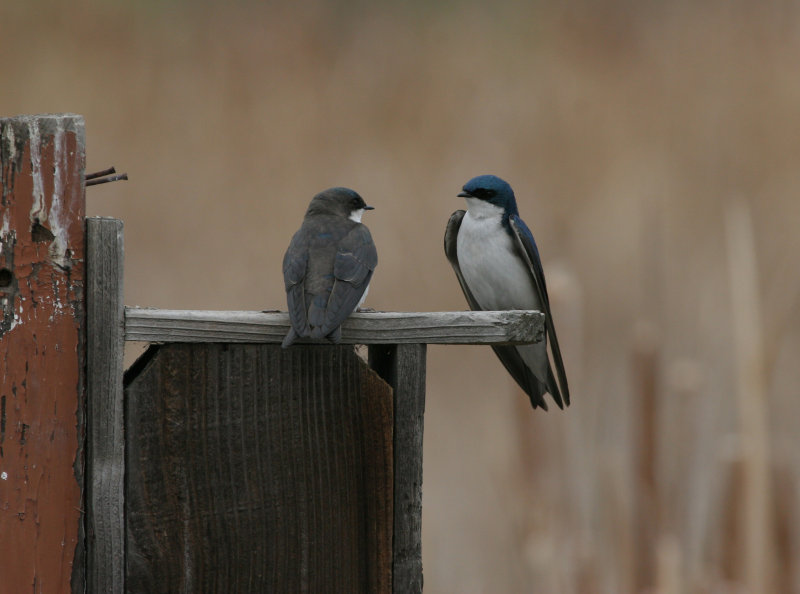 Tree Swallow pair