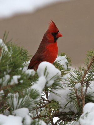 Northern Cardinal