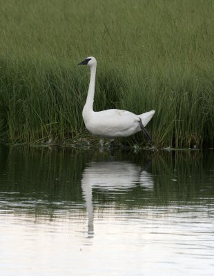 Trumpeter Swan