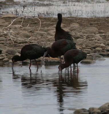 Possible Glossy Ibis