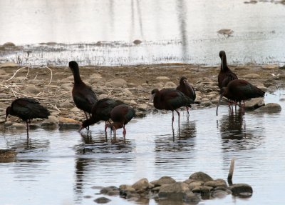 White-faced and possible Glossy Ibis