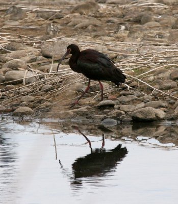 White-faced Ibis