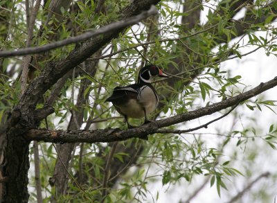 Wood Duck