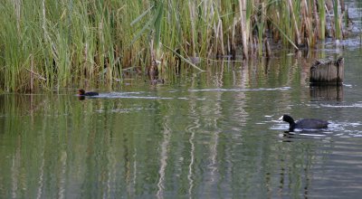 American Coot with chick