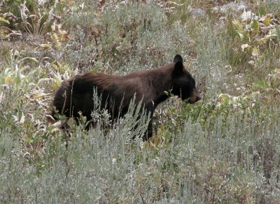 Black Bear