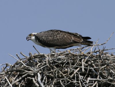 Osprey