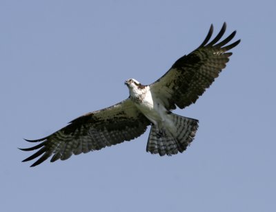 Osprey