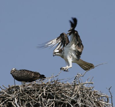 Osprey