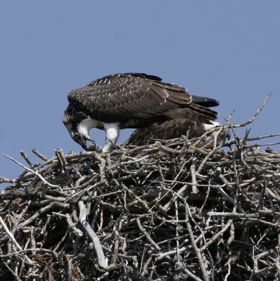 Osprey