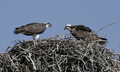Osprey