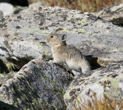 Pika