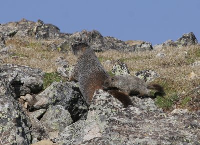 Yellow-bellied Marmot with young