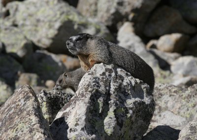 Yellow-bellied Marmot with young
