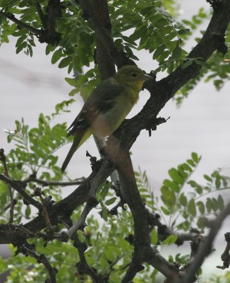 Western Tanager (female)