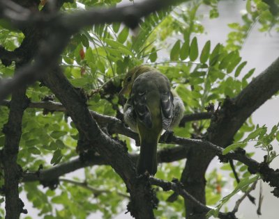 Western Tanager (female)