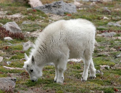 Mountain Goat