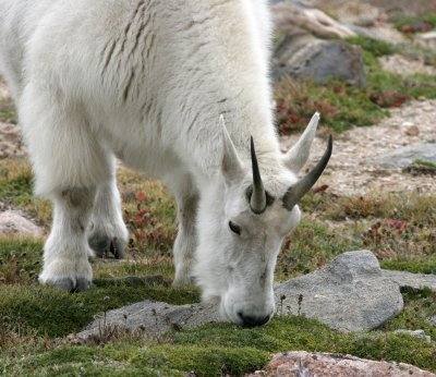 Mountain Goat