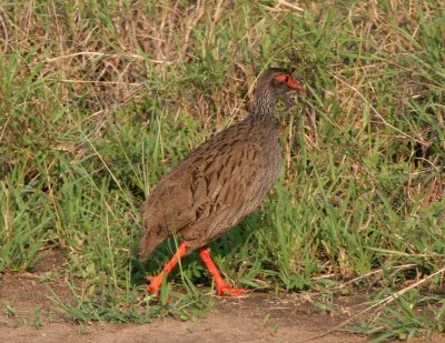 Red-necked Spurfowl