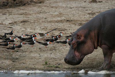African Skimmers & Hippo