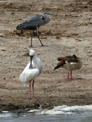 African Spoonbill, Egyptian Goose, Grey Heron