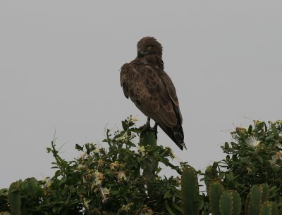 Brown Snake-Eagle