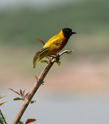 Yellow-backed Weaver