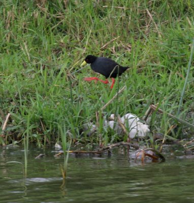 Black Crake