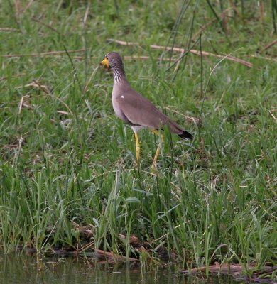 African Wattled Lapwing