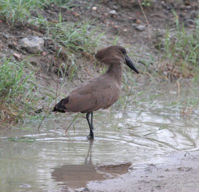 Hamerkop