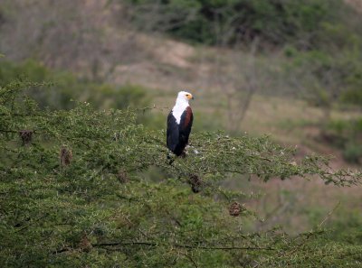 African Fish Eagle