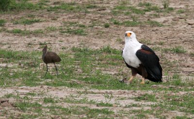 African Fish Eagle and Hamerkop
