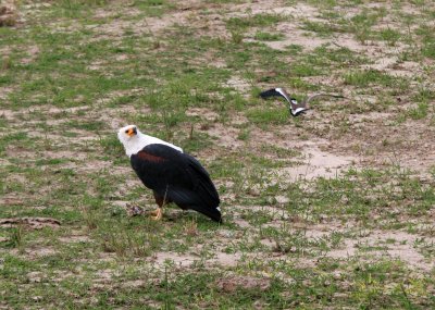 African Fish Eagle harrassed by Spur-winged Lapwing