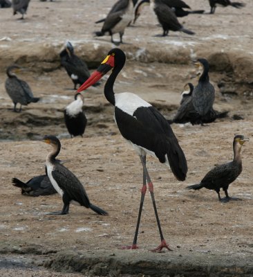 Saddle-billed Stork & Great Cormorants
