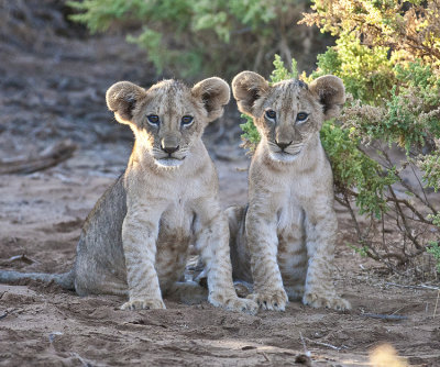 Pair of lion cubs