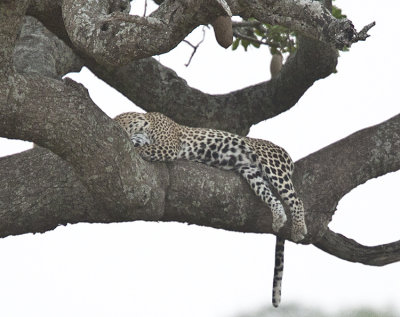 leopard rests