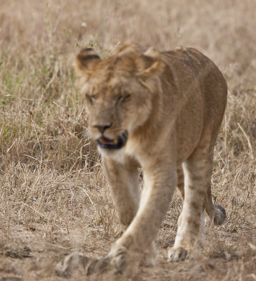 Lioness stalks